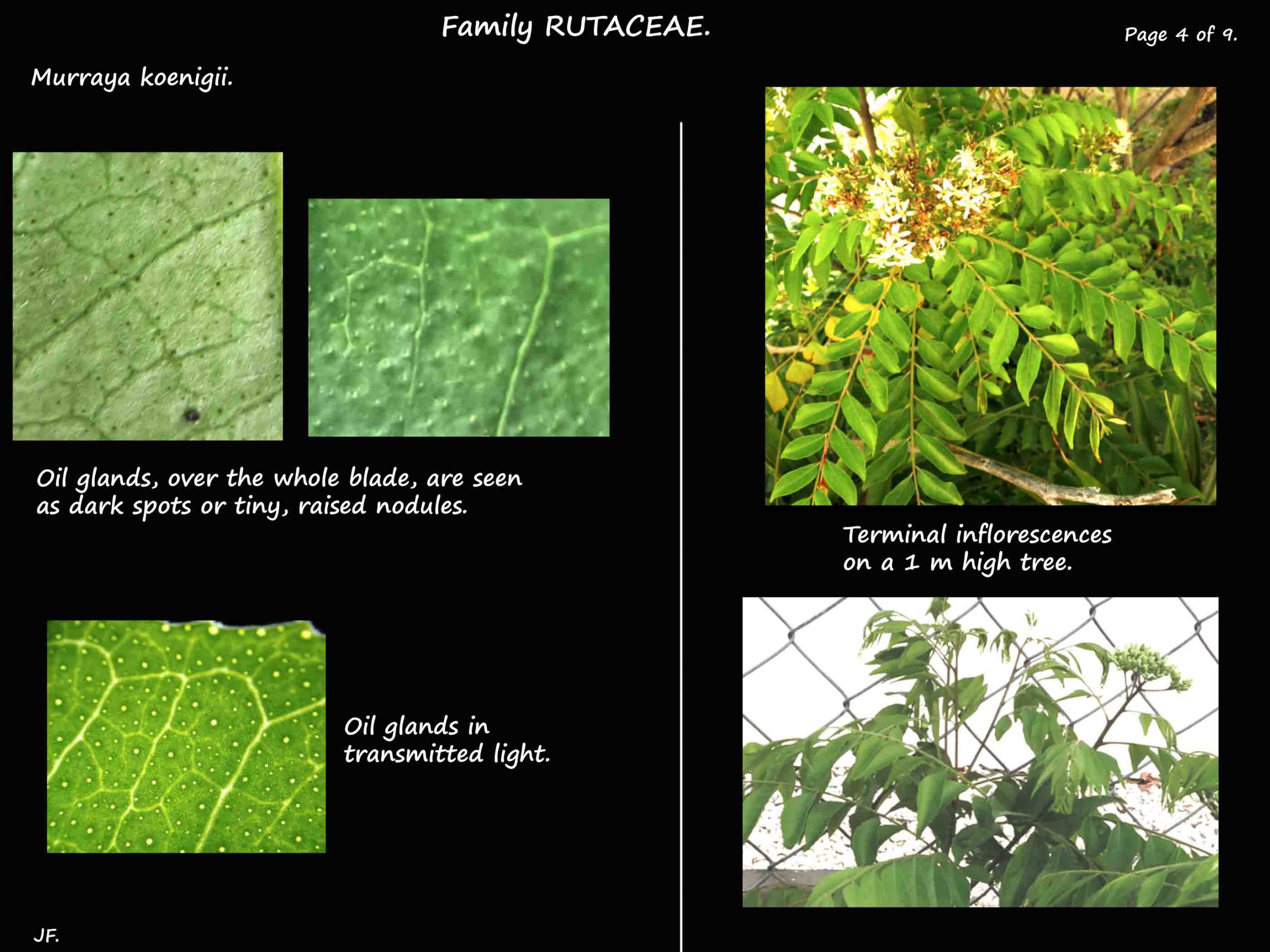 4 Murraya koenigii oil glands